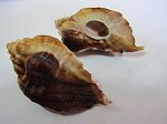 Jaton Decussata